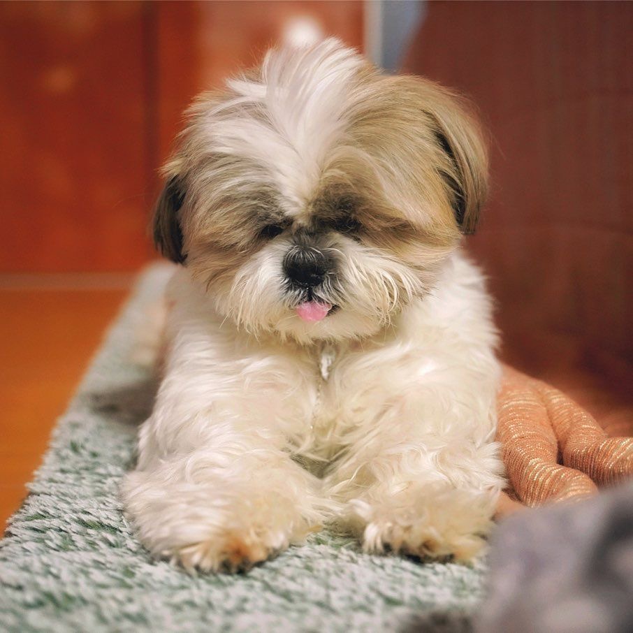 puppy image